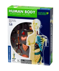 Human Body Anatomy Model