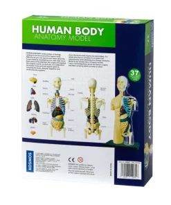 Alternative view of Human Body Anatomy Model